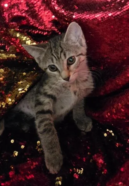 Bonnie @ PetSmart Conway thumbnail 2