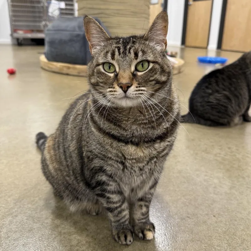 Hermoine thumbnail 3