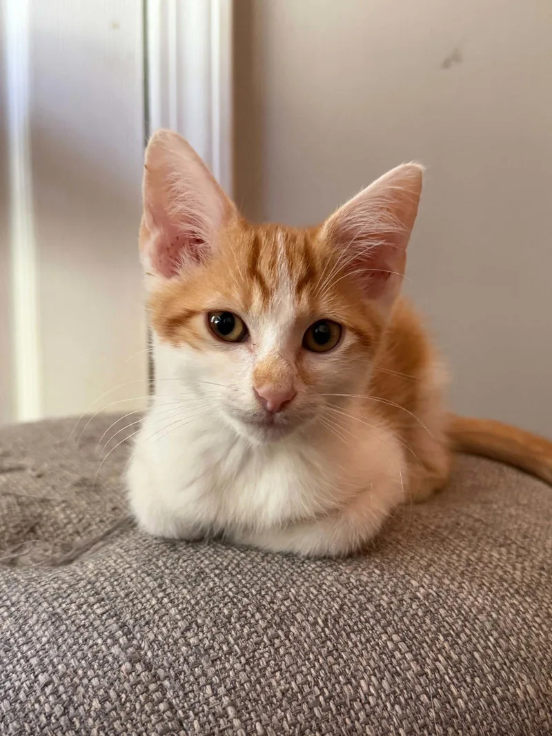 A baby small-sized male Orange & White Domestic Short Hair cat named Beanie C Austin for adoption in Saunderstown, RI