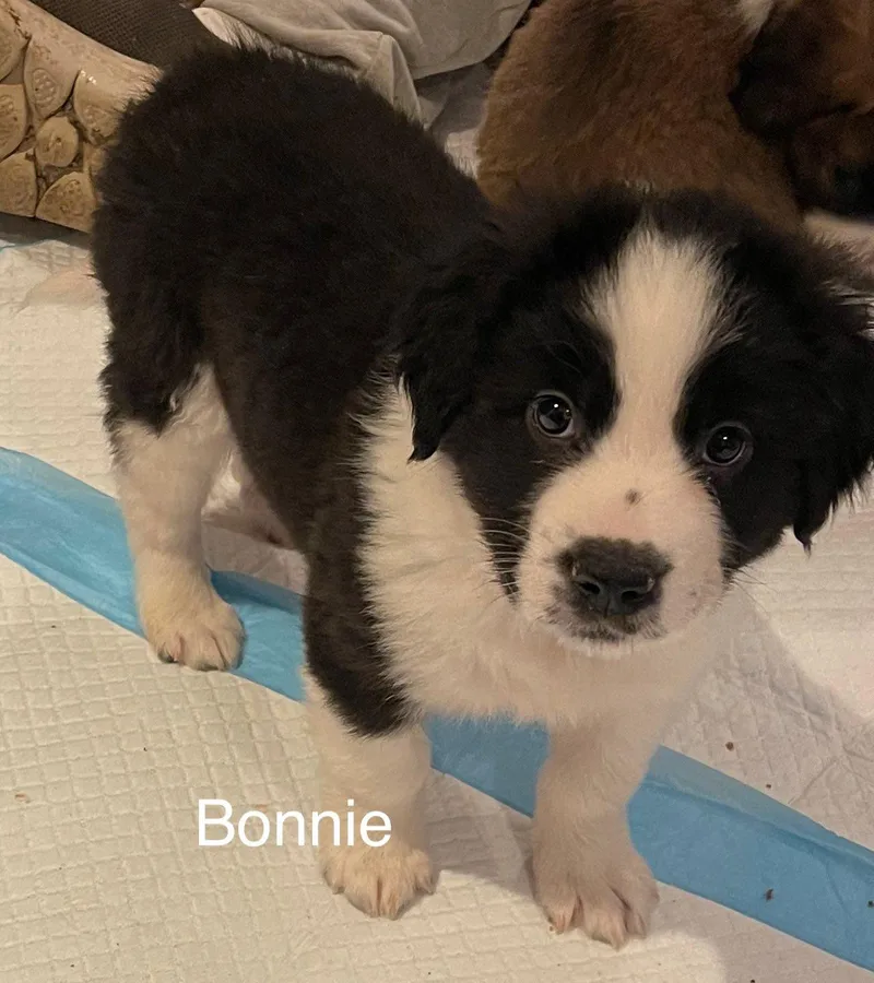 Bonnie