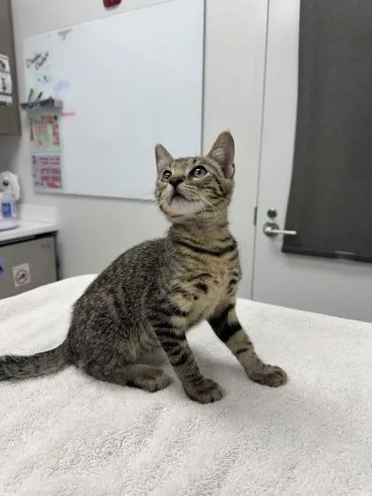 A baby small-sized male Brown / Chocolate Domestic Short Hair cat named Water Scented Candle for adoption in Kansas City, MO