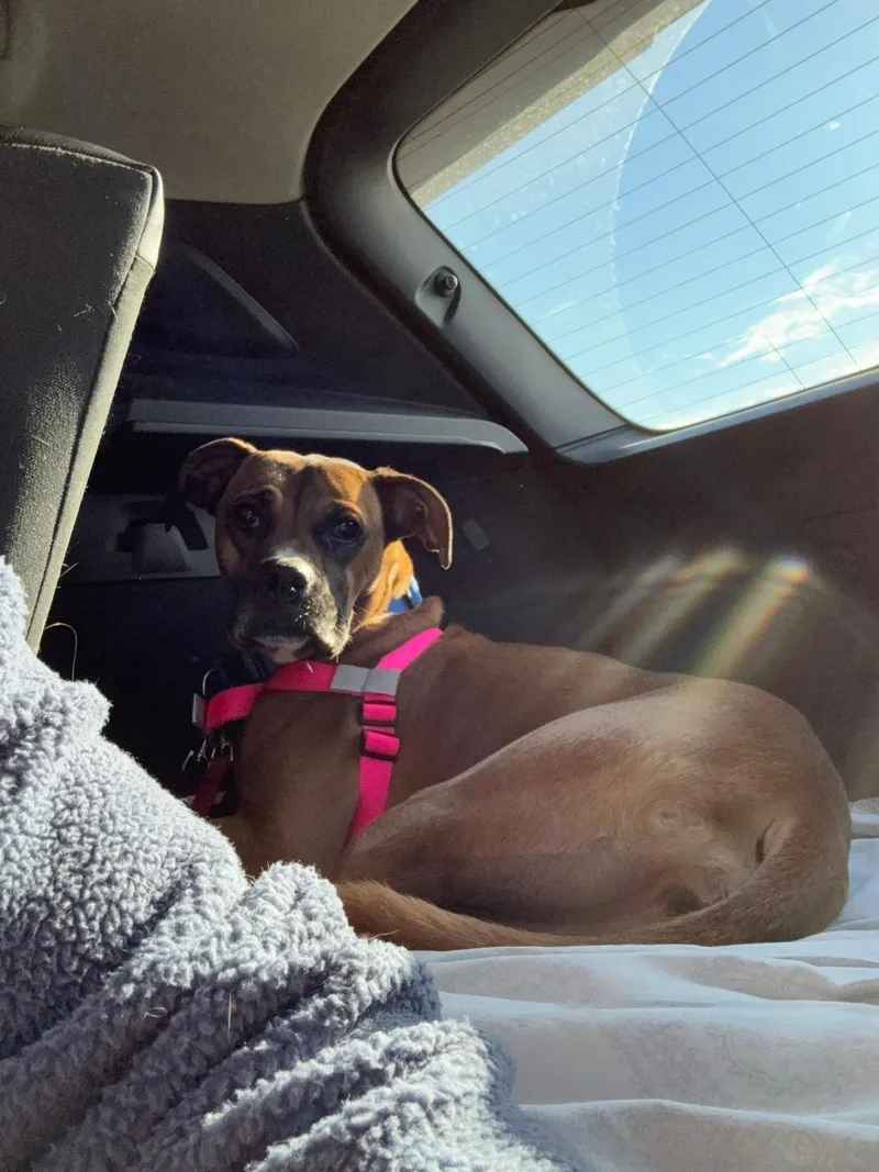 An adult large-sized female Golden Boxer dog named JojoPlayful for adoption in Seymour, CT