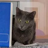 An adult medium-sized female Smoke Domestic Short Hair cat named Nova for adoption in Hilliard, OH
