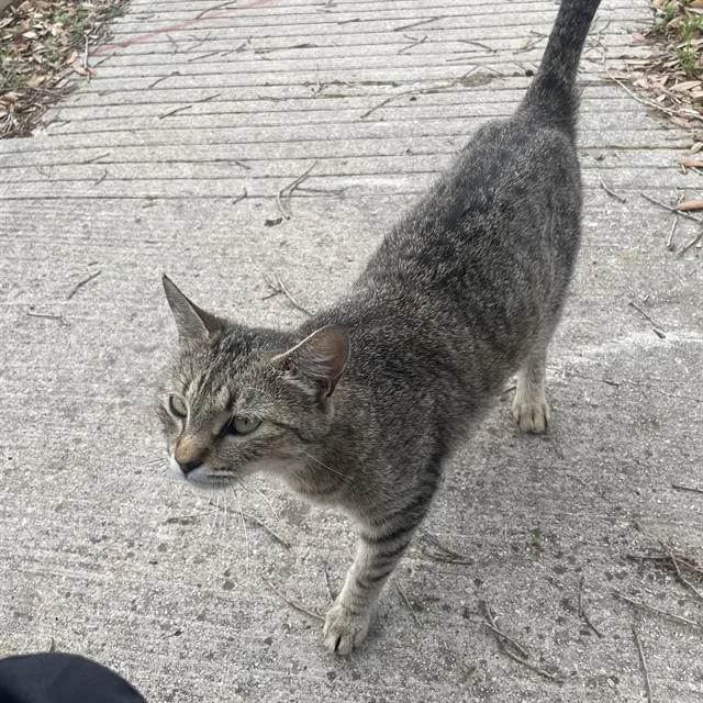 An adult small-sized female Domestic Short Hair cat named Jenny for adoption in San Antonio, TX