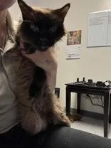 A senior medium-sized female Applehead Siamese cat named Jamie for adoption in Blue Springs, MO