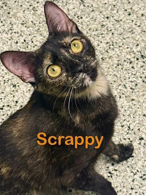 A young medium-sized female Domestic Short Hair cat named Scrappy for adoption in New Bern, NC