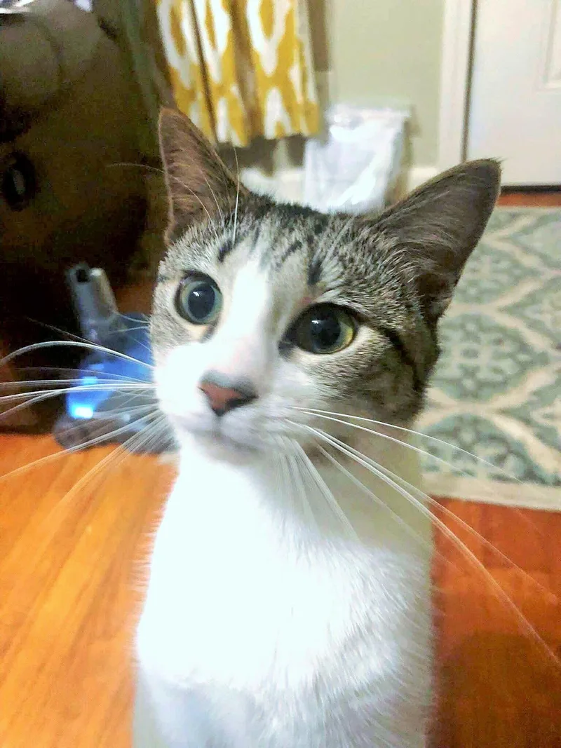 An adult medium-sized female Domestic Short Hair cat named Feather for adoption in Social Circle, GA