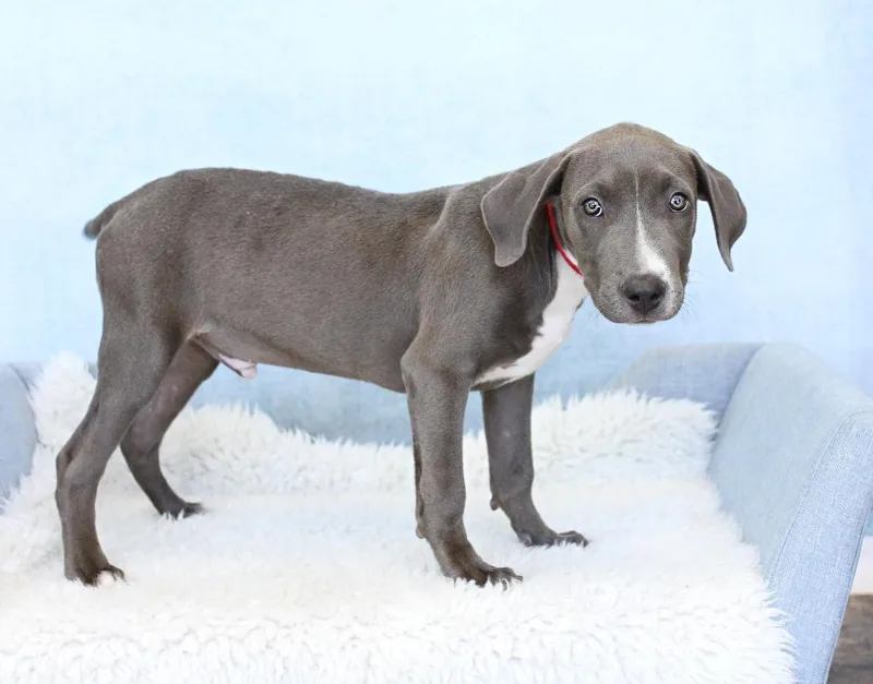 A young large-sized male Gray / Blue / Silver Weimaraner dog named Joe  Joe for adoption in Tyler, TX