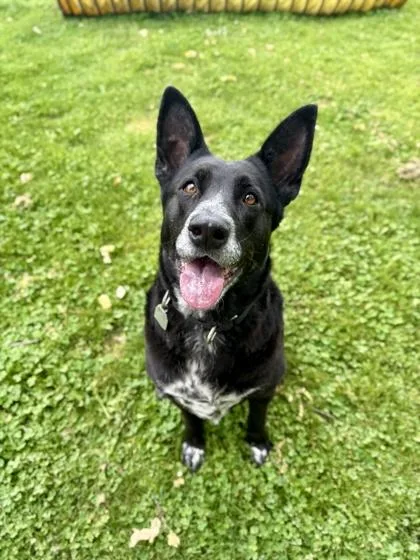 An adult large-sized female Black Mixed Breed dog named Laney for adoption in Roseburg, OR