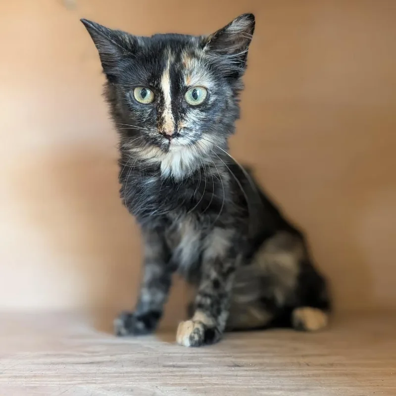 A baby small-sized female Tortoiseshell Domestic Medium Hair cat named Dee Dee for adoption in Fredericksburg, TX