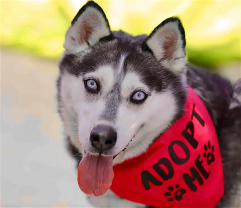 An adult large-sized female Siberian Husky dog named Marley for adoption in Martinez, CA
