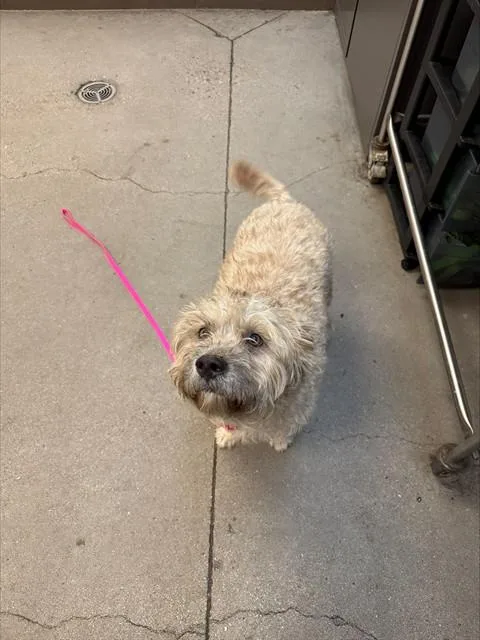A young medium-sized female Terrier dog named Daisy for adoption in Tucson, AZ