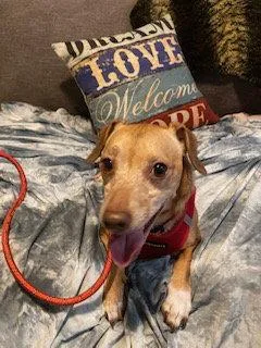 An adult small-sized male Dachshund dog named Louie for adoption in Tampa, FL