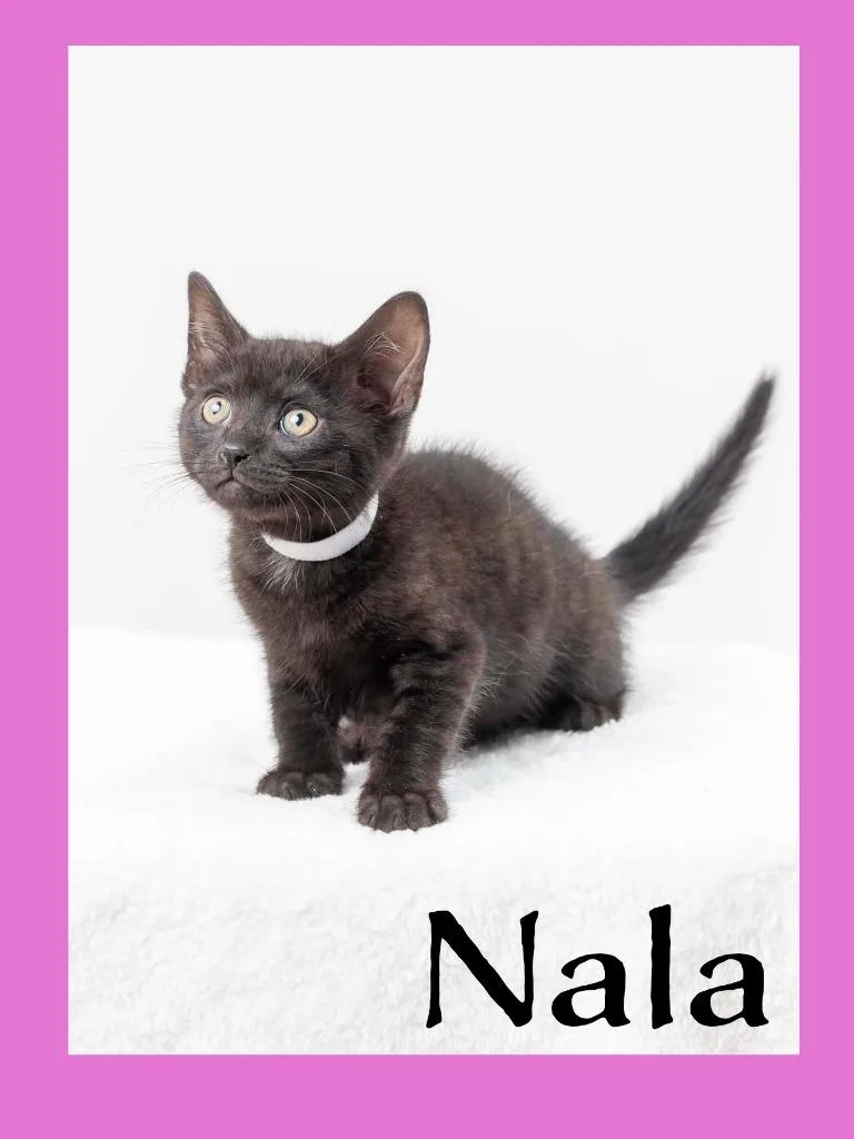 A baby medium-sized female Domestic Short Hair cat named Nala for adoption in Hoover , AL