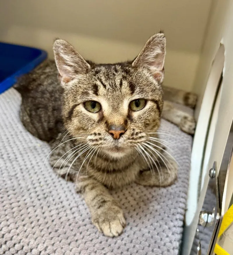 An adult medium-sized female Domestic Short Hair cat named Erin for adoption in Columbia, IL