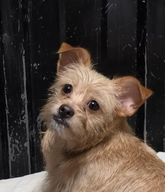 A baby small-sized female Terrier dog named Sophia for adoption in Windsor, CO