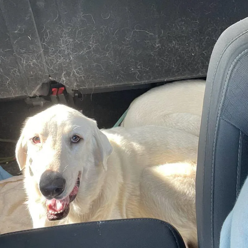 An adult extra large-sized male Akbash dog named Robert the Bruce for adoption in Whitewright, TX