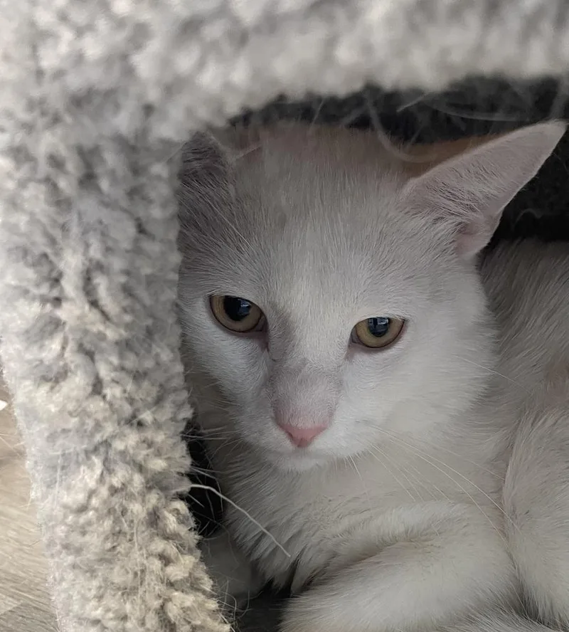 An adult medium-sized male White Domestic Short Hair cat named W Thumper for adoption in Southbury, CT