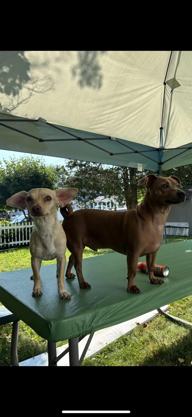 A young small-sized female Apricot / Beige Miniature Dachshund dog named Shell for adoption in Hamden, CT