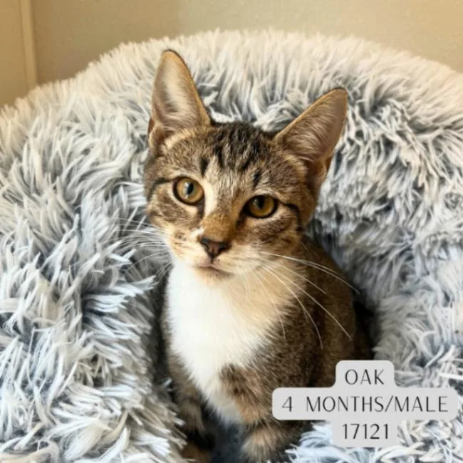 A young medium-sized male Tabby (Brown / Chocolate) Domestic Short Hair cat named Oak for adoption in Supply, NC