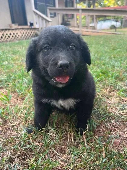 A baby large-sized male Newfoundland Dog dog named Harvard for adoption in Morton Grove, IL