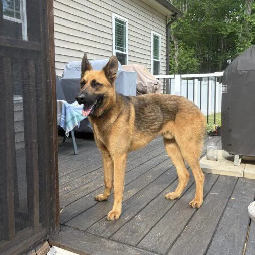 A young large-sized male Red / Chestnut / Orange German Shepherd Dog dog named Max for adoption in Raleigh, NC