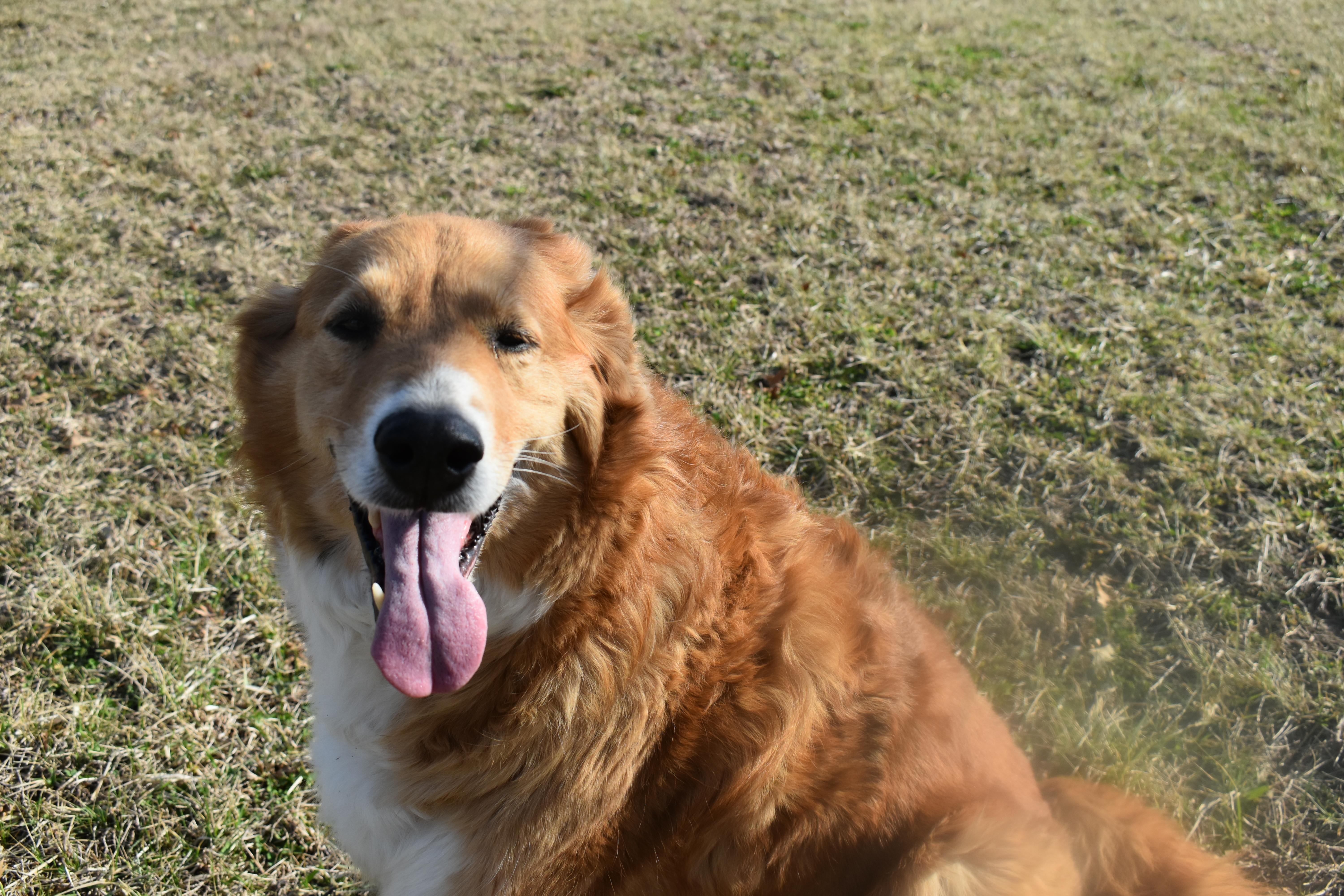 Sunflower thumbnail 2