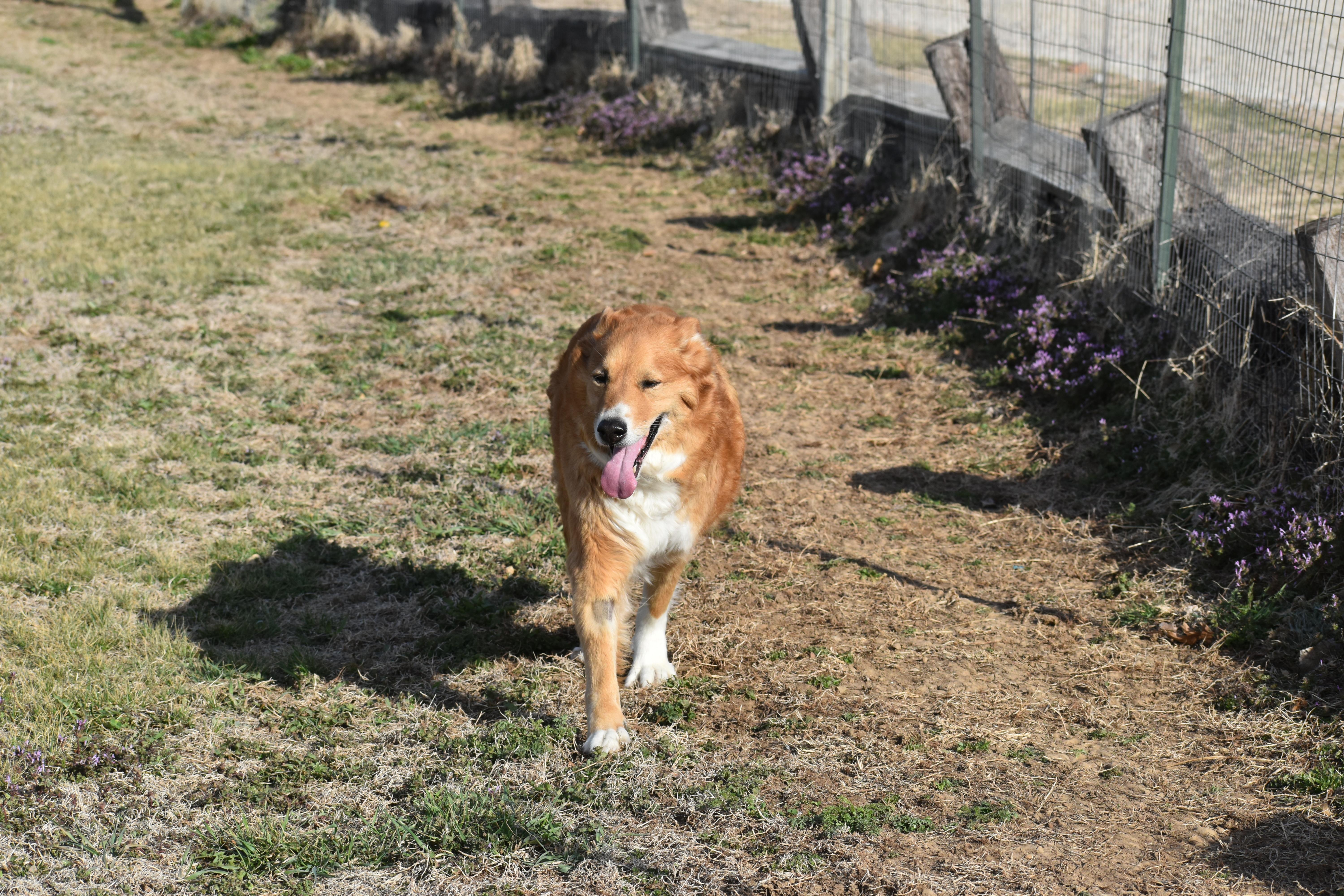 Sunflower thumbnail 3