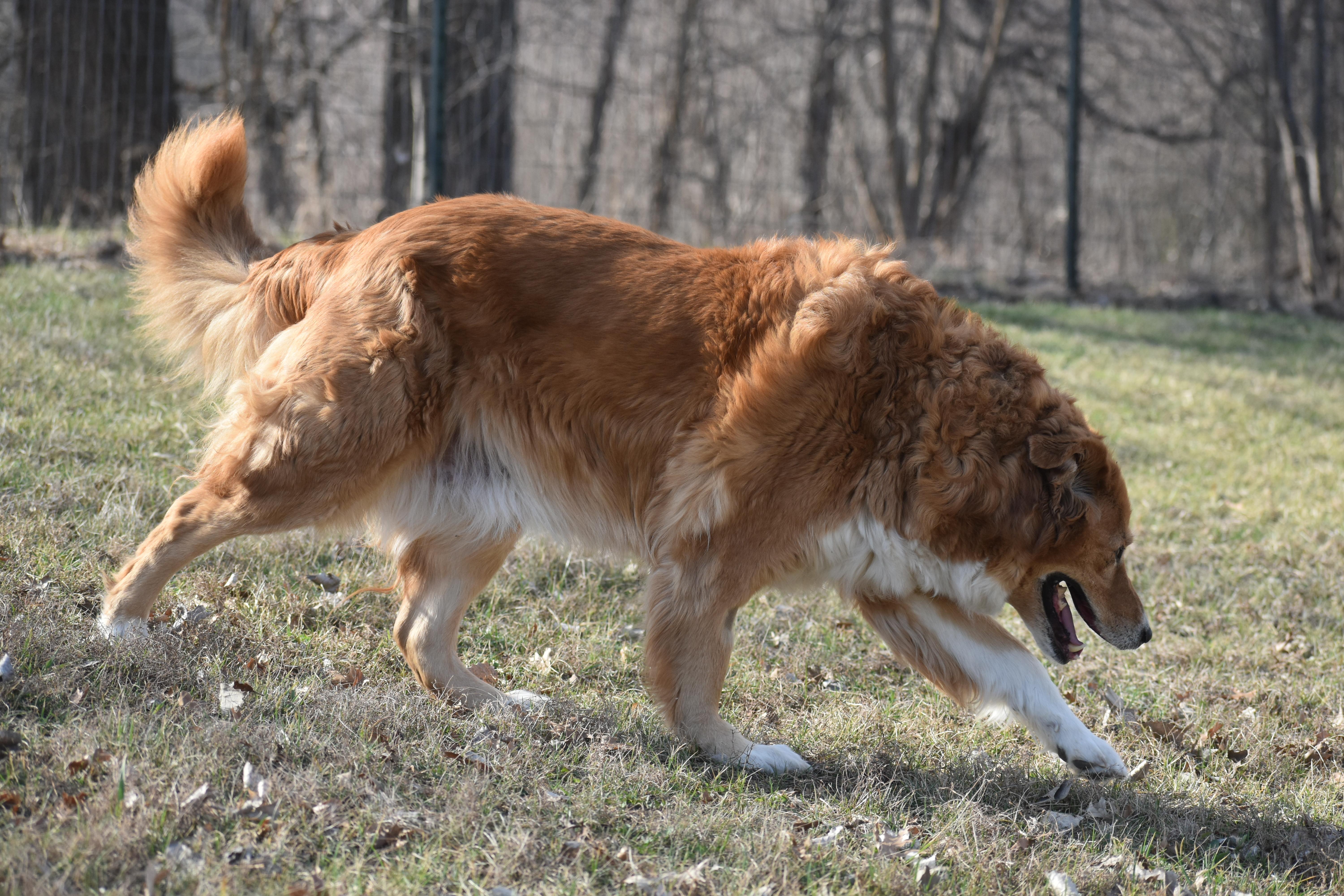 Sunflower thumbnail 4