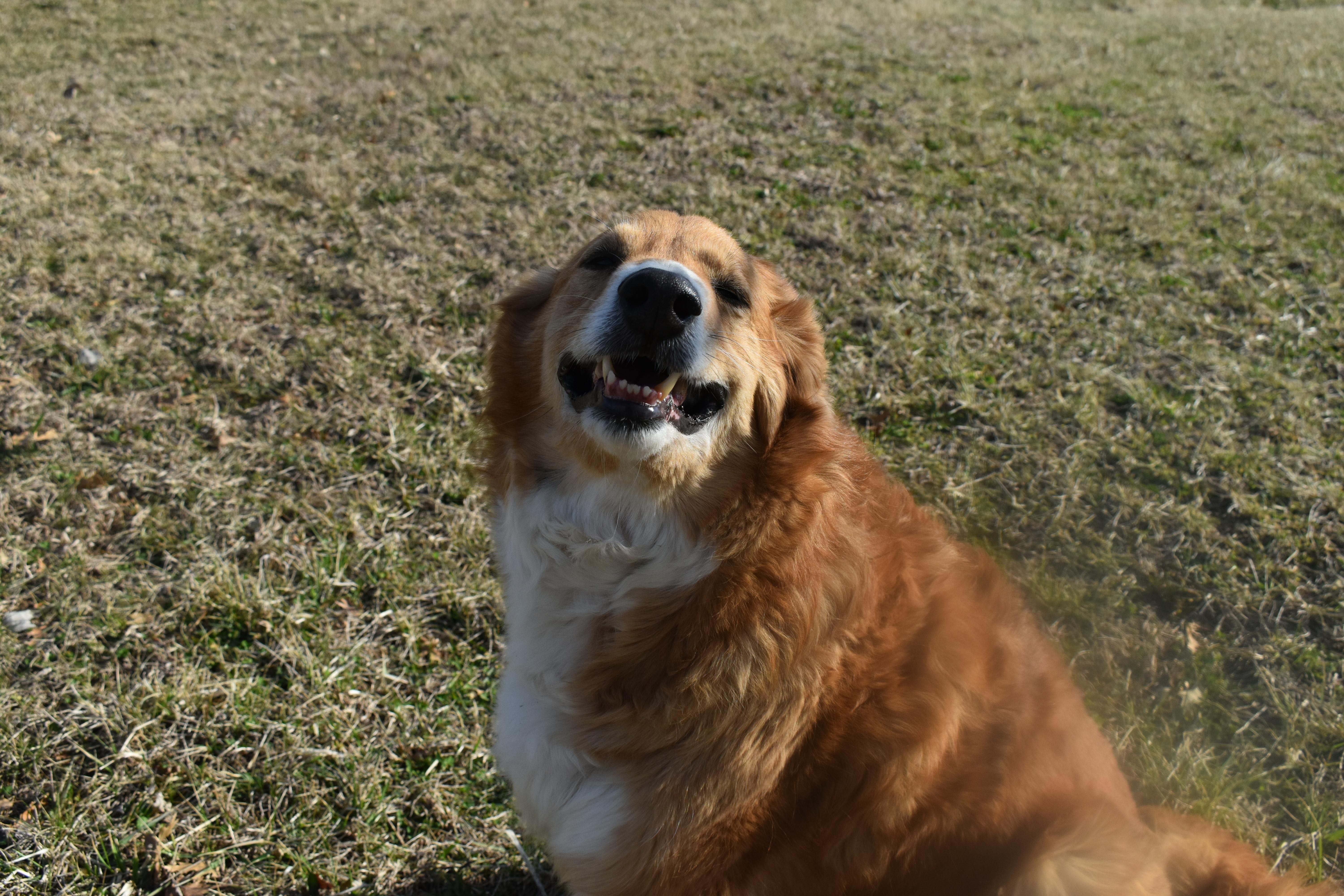 Sunflower thumbnail 5