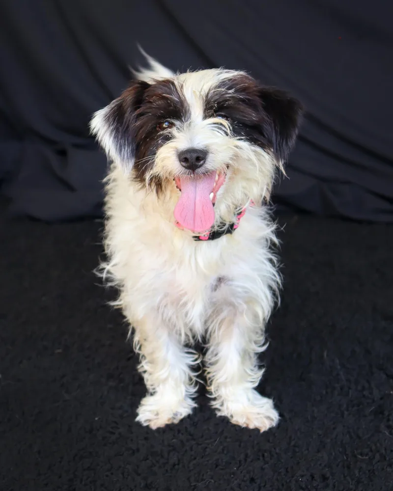 A young small-sized female Black Wirehaired Terrier dog named Slinky for adoption in Ocean Springs, MS