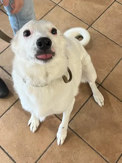 An adult large-sized male Border Collie dog named Fen for adoption in Longmont, CO