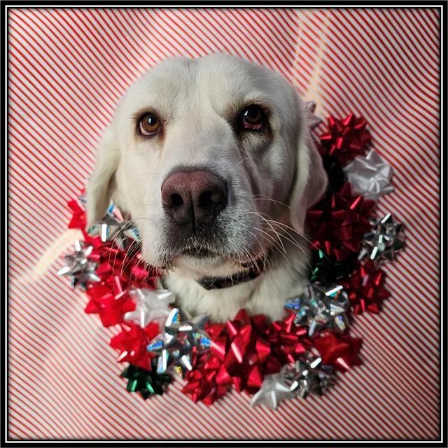 An adult medium-sized female Labrador Retriever dog named Rose for adoption in Frisco, CO