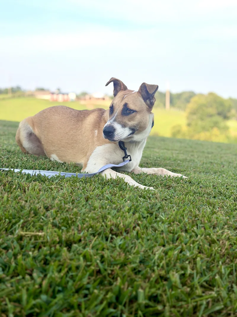 A baby medium-sized female White / Cream Mixed Breed dog named Kenya Transport for adoption in Gradyville, KY