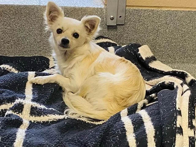 A young small-sized female Chihuahua dog named Bianca for adoption in Tustin, CA