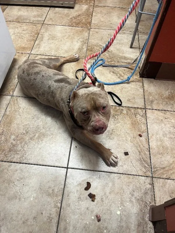 An adult large-sized male Brown / Chocolate Mixed Breed dog named Sweet Tart for adoption in Cincinnati, OH