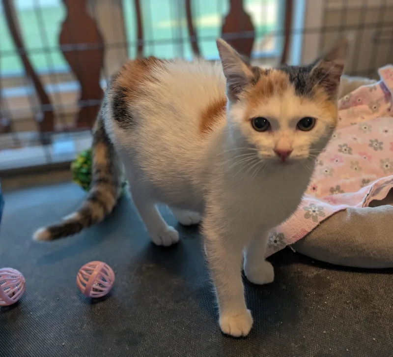 A baby medium-sized female Calico cat named ESTELLA the Star for adoption in Lebanon, TN
