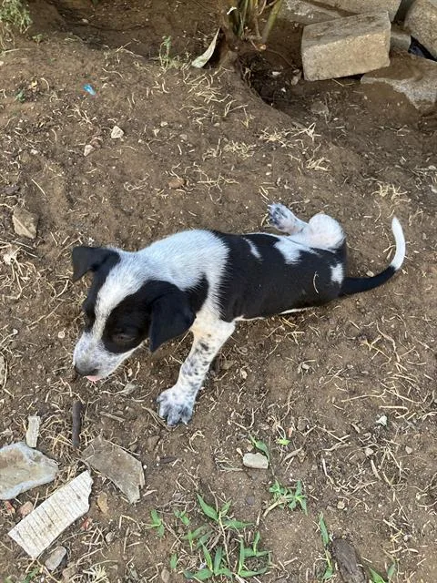 A baby medium-sized female Mixed Breed dog named Cameron for adoption in Dallas, TX