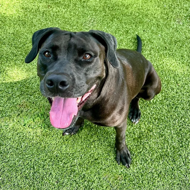 A young medium-sized female Brown / Chocolate Chocolate Labrador Retriever dog named Angel for adoption in Shrewsbury, MA