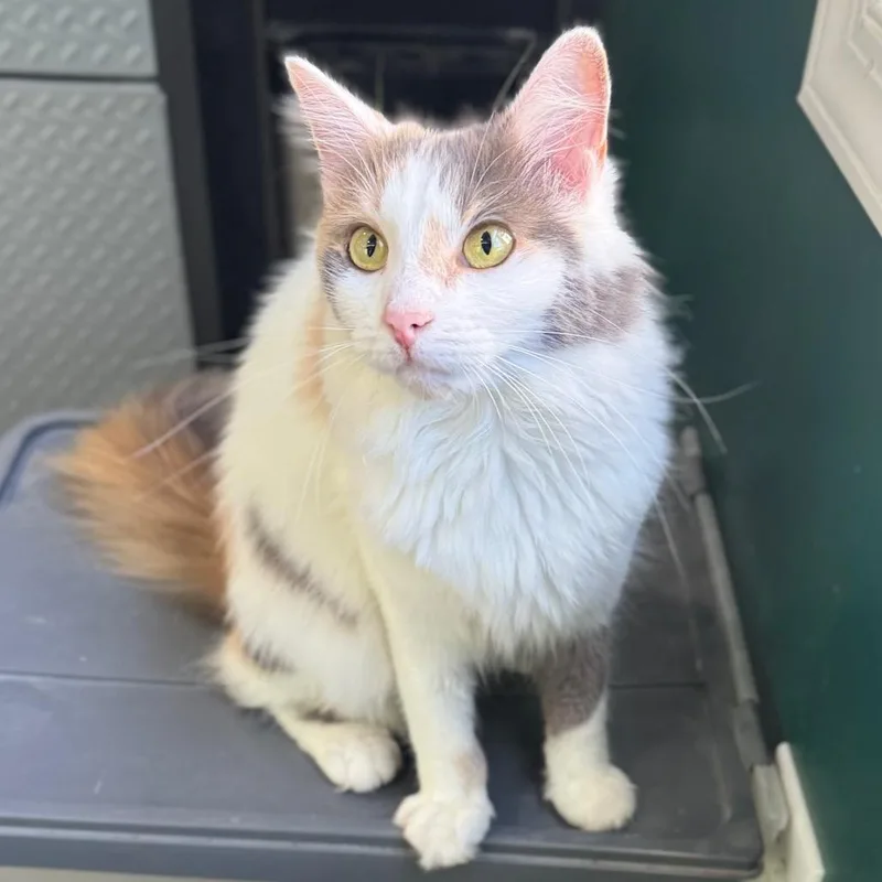 An adult medium-sized female Calico Domestic Medium Hair cat named Book Club Betty for adoption in Fredericksburg, VA