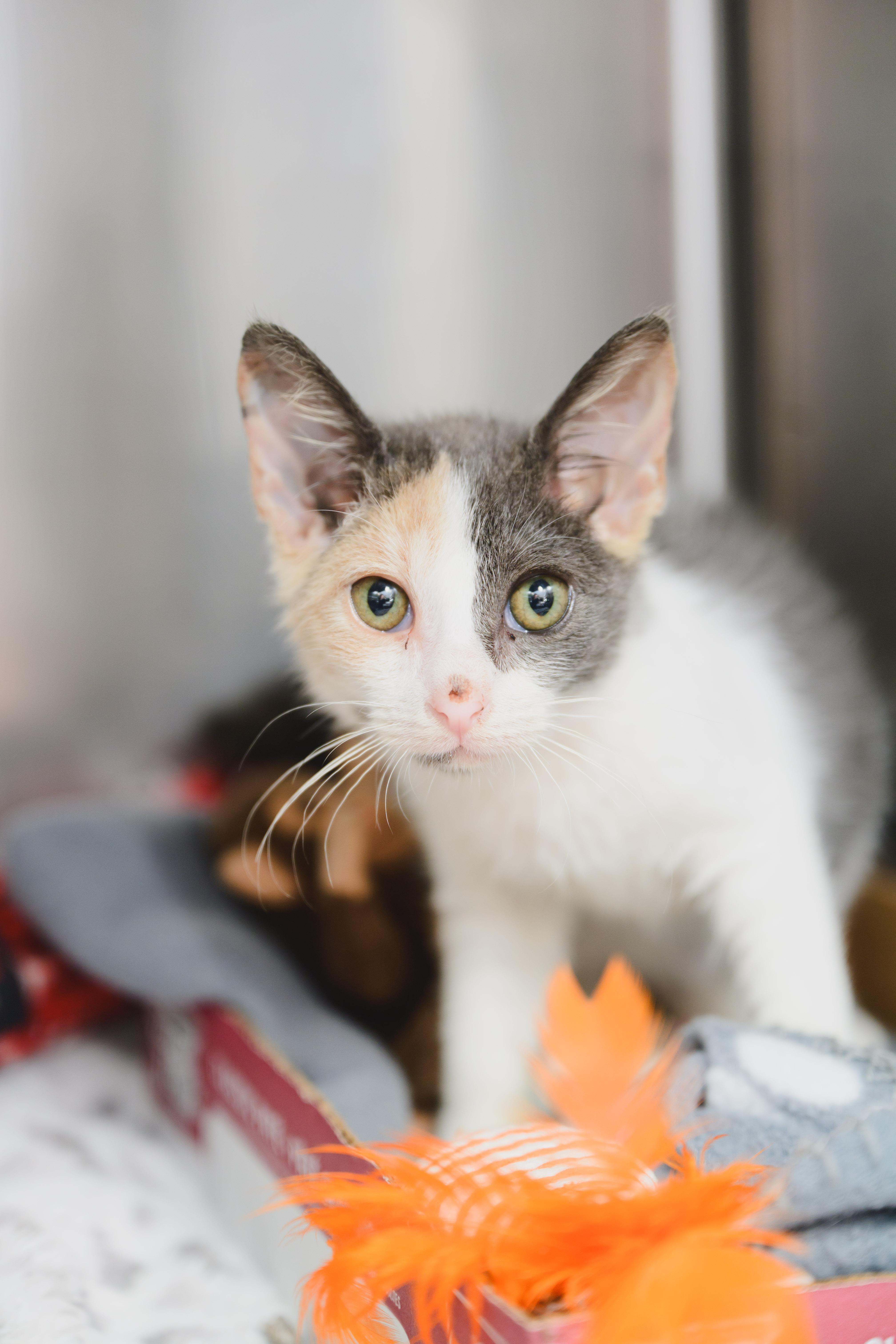 A baby small-sized female Domestic Short Hair cat named Molly McMuffin for adoption in Honolulu, HI