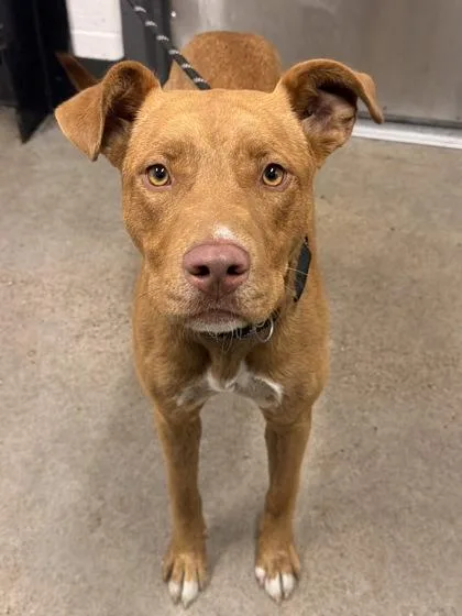 A young medium-sized male Brown / Chocolate Pit Bull Terrier dog named Skeeter for adoption in Cleveland, OH