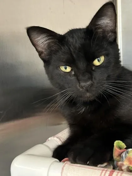 A young medium-sized male Domestic Short Hair cat named Neighborhood Watch for adoption in Pleasanton, CA