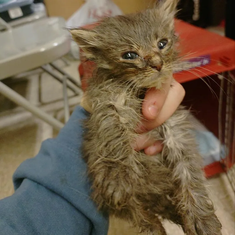 A baby small-sized female Gray / Blue / Silver Domestic Long Hair cat named Cleopatra for adoption in Brevard, NC
