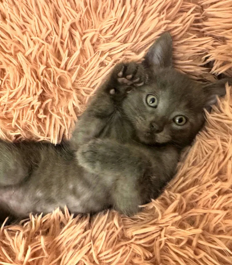 A baby medium-sized male Gray / Blue / Silver Domestic Short Hair cat named Smudge for adoption in Campbell, CA