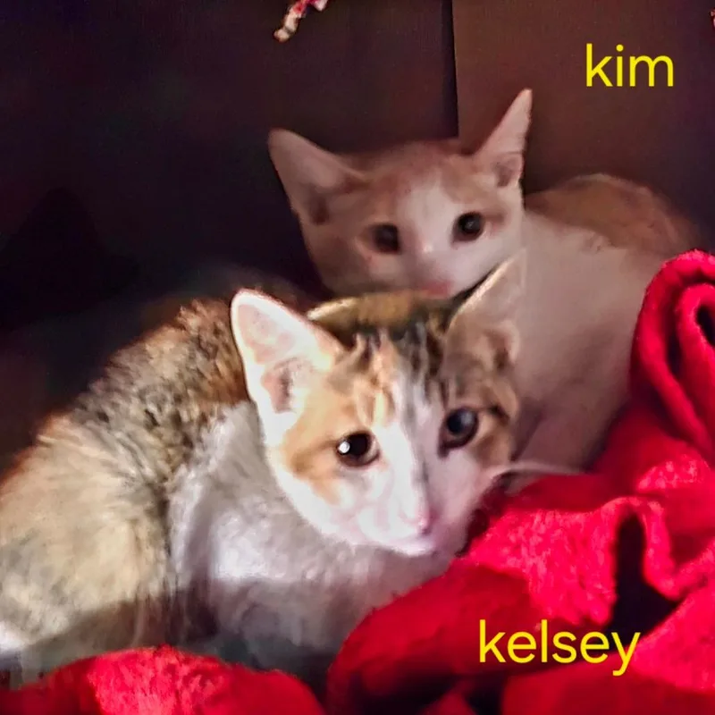 Kim thumbnail 2