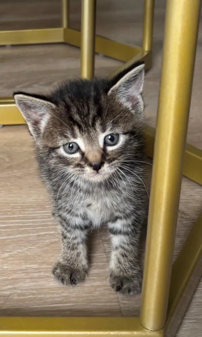 A baby small-sized female Tabby (Brown / Chocolate) Domestic Short Hair cat named Magnolia for adoption in Hawthorne, NJ