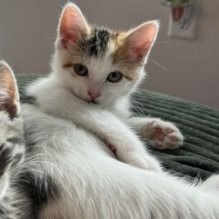 A baby medium-sized female Calico cat named Roxy for adoption in Fresno, CA