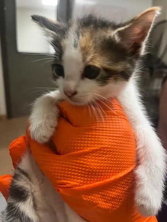 A baby large-sized female Calico cat named Europa for adoption in Nacogdoches, TX