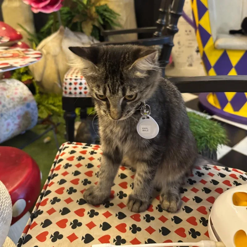 A baby medium-sized male Brown / Chocolate Domestic Short Hair cat named Karl for adoption in Austin, TX
